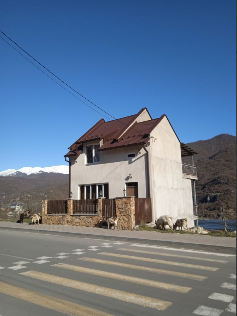 Мы, кстати, сами давеча чуть в школу из-за собак не опоздали. Ходит у нас на самовыгуле козье стадо под присмотром трёх гампров. Это местная закавказская порода овчарок - огромные лобастые зверюги. Не знаю, насколько они опасны для людей, но при приближении к кодам смотрят так недобро, что я себя не могу заставить мимо пройти. А вчера они аккурат на выходе из нашего переулка встали и стоят. И мы с мальчишками встали. Потом Коробок с соседом вышли и их отогнали. Но осадочек остался.