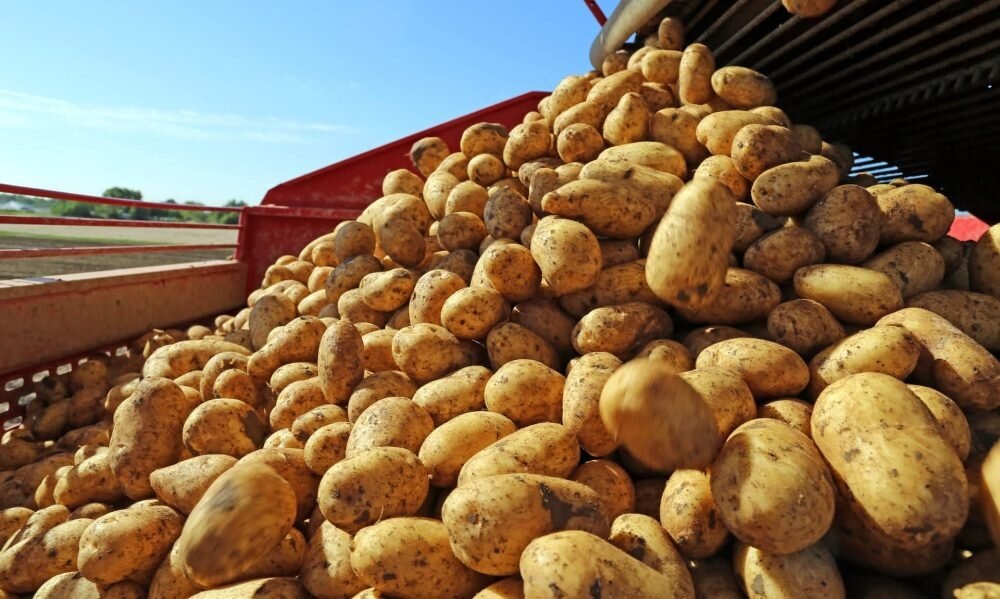    Уже сейчас Омская область поставляет в Узбекистан молочную продукцию, кондитерские изделия, муку, крупы. Кроме того, налажены поставки отдельных промышленных товаров, например, шин и каучука.