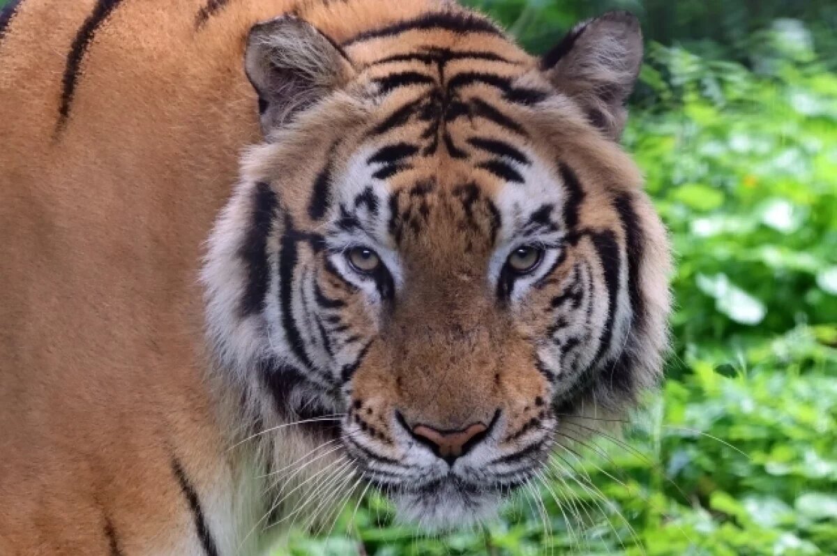    Запашный призвал не наказывать тигра за прыжок к зрителям цирка в Ростове