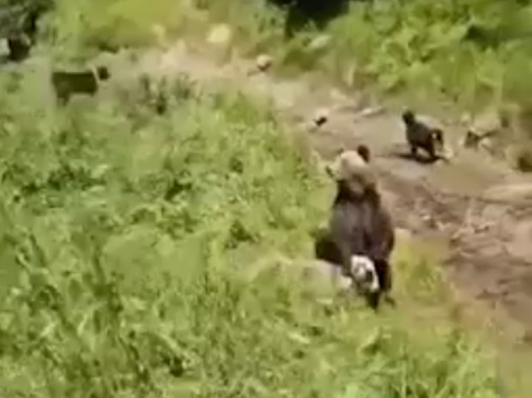     Фото: скрин видео из соцсетей