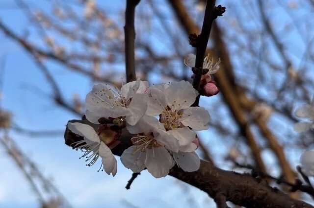    Какая погода будет на майские праздники-2026 в Воронеже?