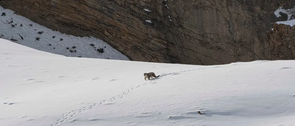 Почему смерть снежного барса обрадовала ученых