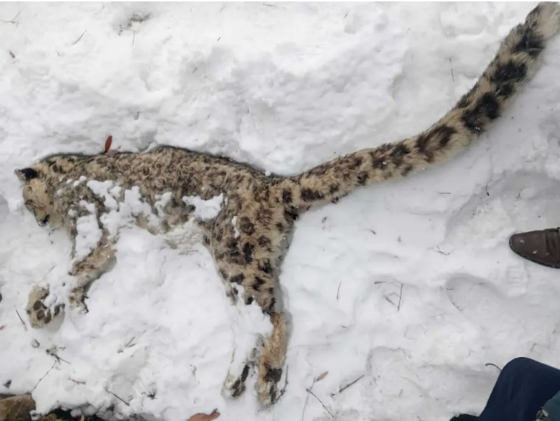 Эта грустная картина вызвала грусть, но тихую радость природоохранников. Узнаем, почему. (с) Snow Leopard Trust.