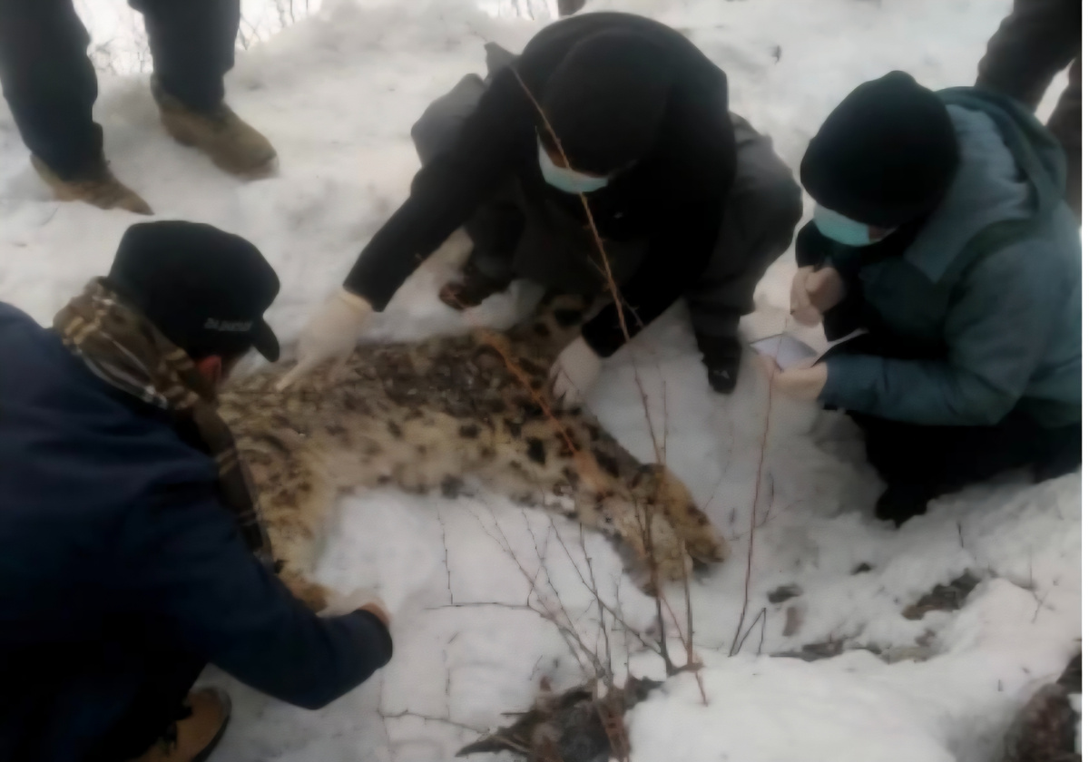Специалисты выехали на место, чтобы провести экспертизу найденного тела зверя. (с) Snow Leopard Trust.