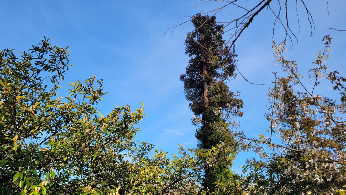 Цветущие деревья на территории