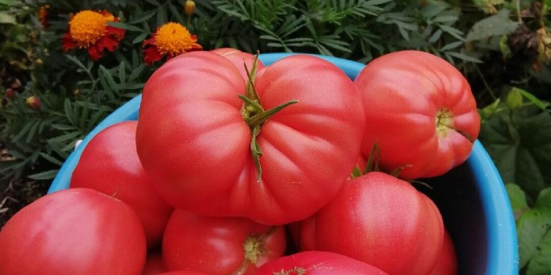 20.04.26 Как мы с мужем огородниками стали//Отвечаю на вопрос