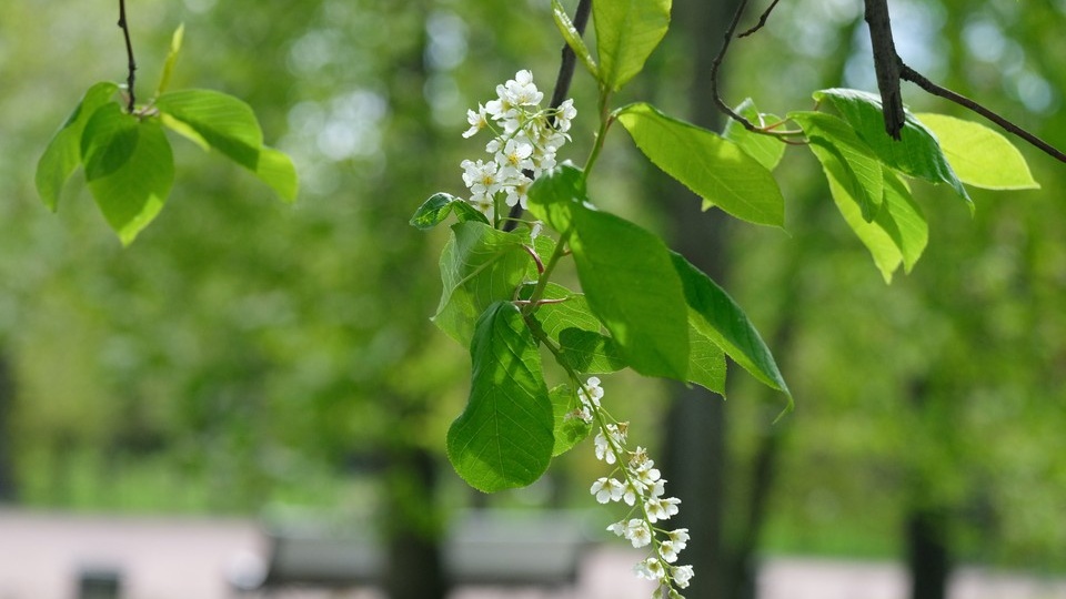 Площадь зеленых зон увеличится в Петербурге почти на 80 гектаров