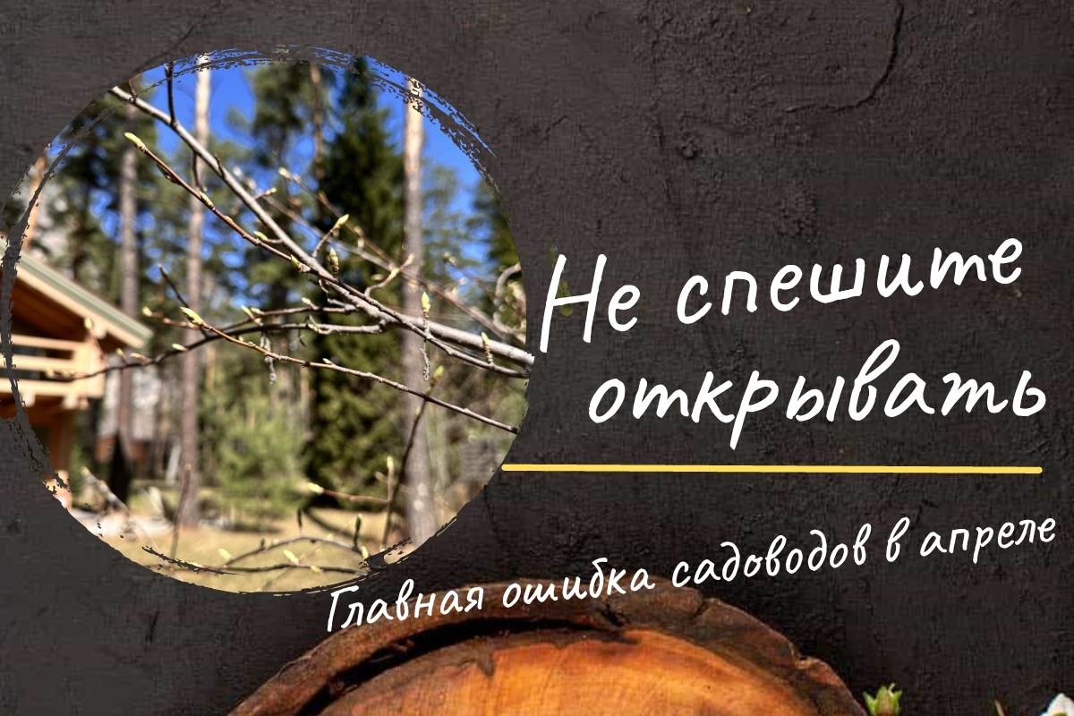Почему нельзя рано открывать розы и виноград