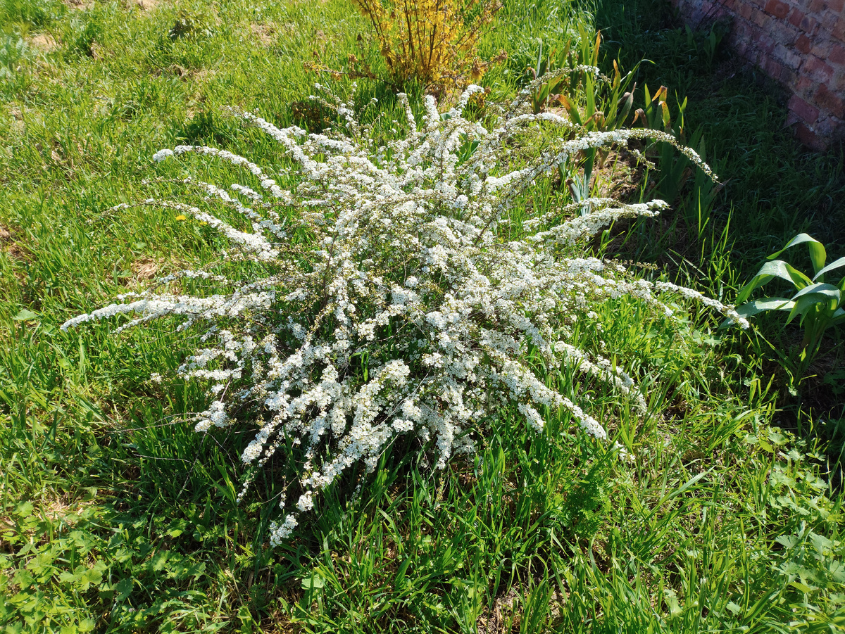 Это она только начинает. Потом должно быть белое облако...