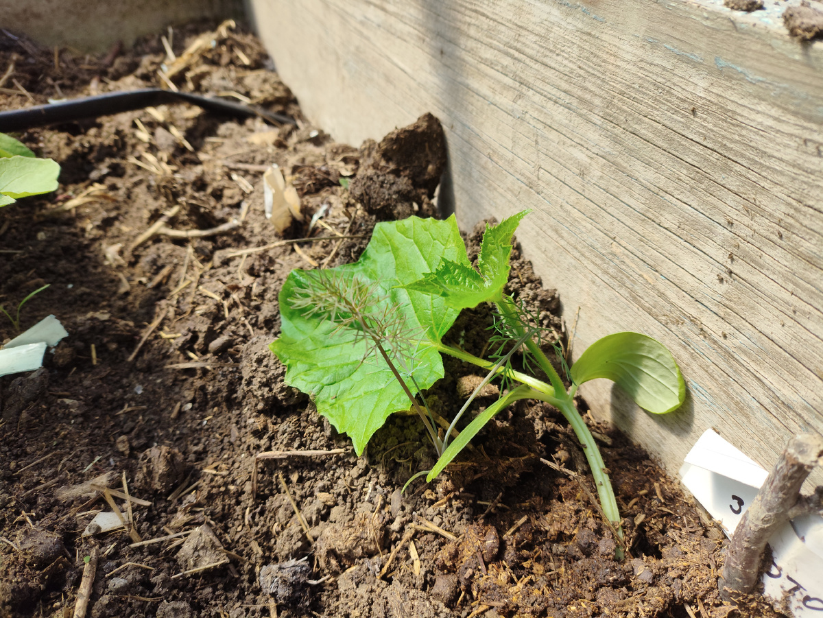Вчера посаженный огурчик выглядит бодрячком.