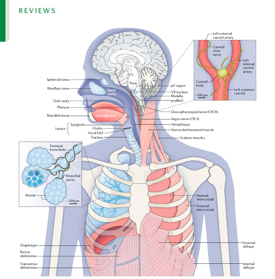 Анатомия дыхания. Иллюстрация к статье из журнала Nature Review. Источник изображения: https://pubmed.ncbi.nlm.nih.gov/29740175/#&gid=article-figures&pid=fig-1-uid-0