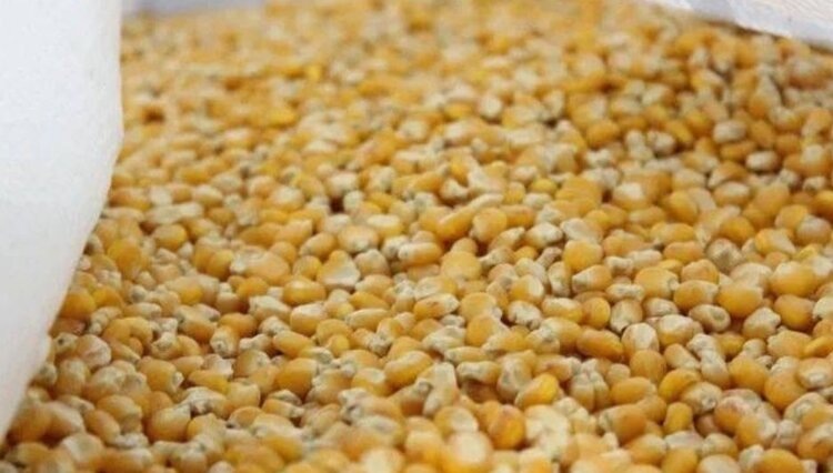 Ставрополье сеет кукурузу 2026