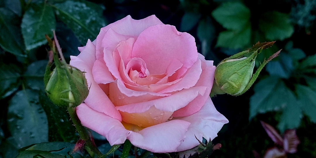 Самый главный инструмент розовода