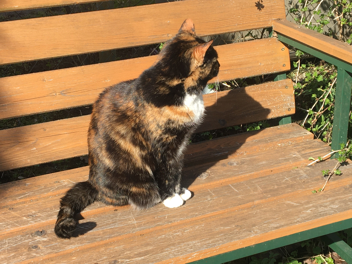 На солнышке. Фото автора