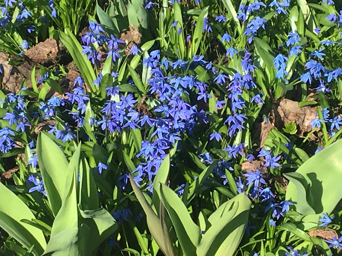 Пролески цветут. У меня их целая полянка. Фото автора