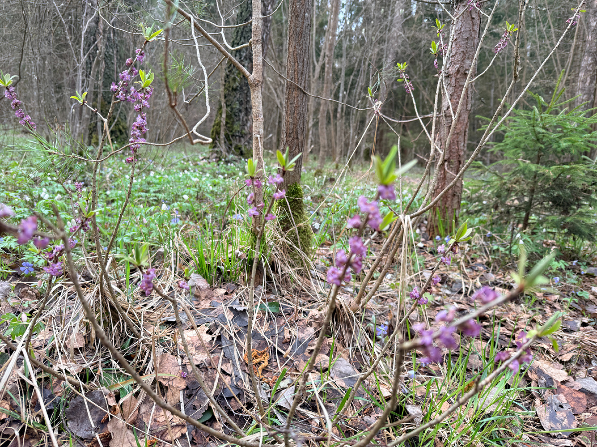 Волчье лыко - невысокий кустарник, мой кустик примерно метр ростом, сильно ветвящийся, много отводков по сторонам. Фото автора. 20.04.26