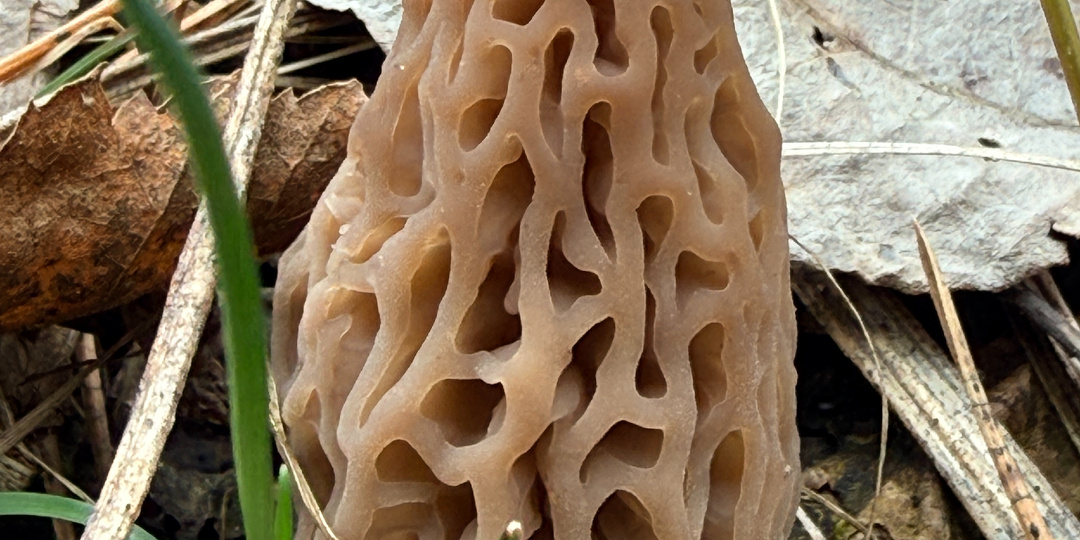 Что растет в смоленском лесу 20.04.26