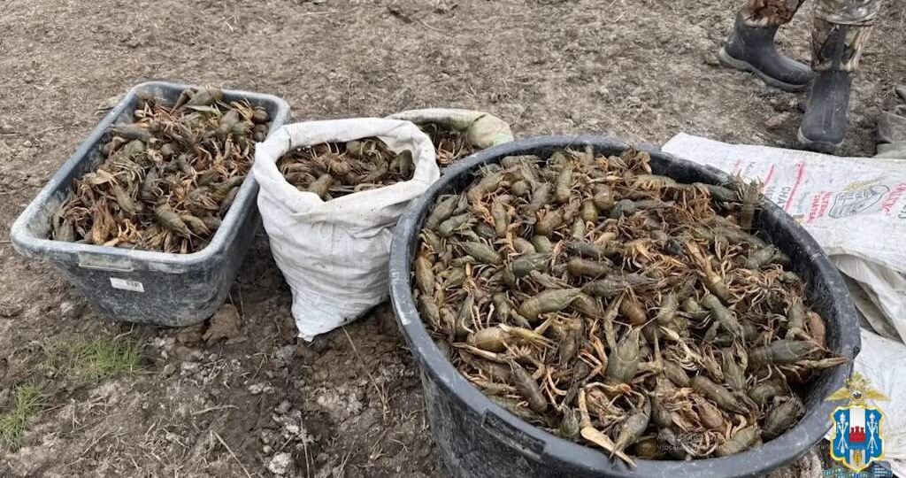 Ростовские полицейские вернули в естественную среду обитания более 2 000 раков, пойманных браконьерами