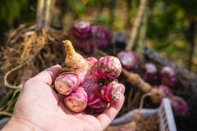 7 спорных культур для дачи: одни их обожают, другие больше не сажают  📷
