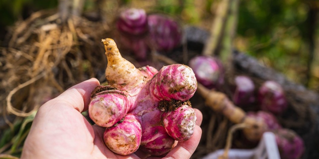 7 спорных культур для дачи: одни их обожают, другие больше не сажают