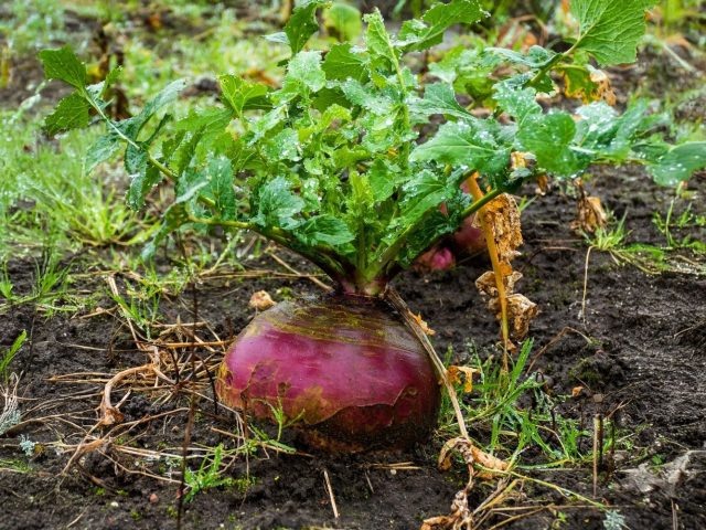 Брюква с плотными округлыми корнеплодами и сизо-зелёной ботвой — старый, выносливый овощ, который хорошо удаётся даже в прохладное лето. При хорошем поливе вырастает сочной, сладковатой и отлично хранится.  📷
