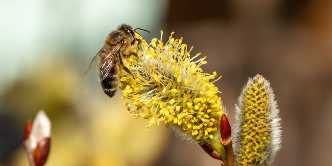 Лучшие раннецветущие растения для опылителей и красивого сада
