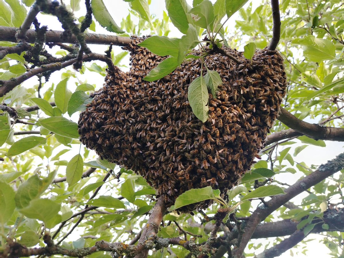 Рой прилетел на яблоню в сад.