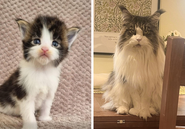 © Slight-Sprinkles-13 