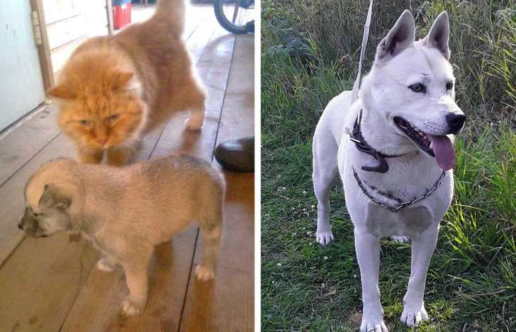 © Snusmumrik1 / Pikabu