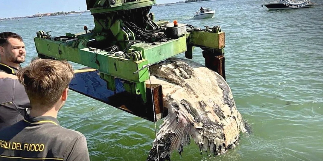 Гигантская луна-рыба заблокировала целый канал в Венеции