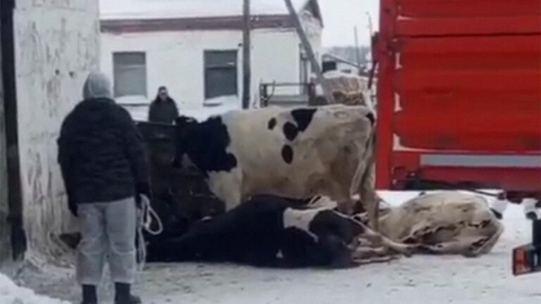 «Одних забрали, других — нет»: почему депутатское хозяйство «Ирмень» стоит нетронутым