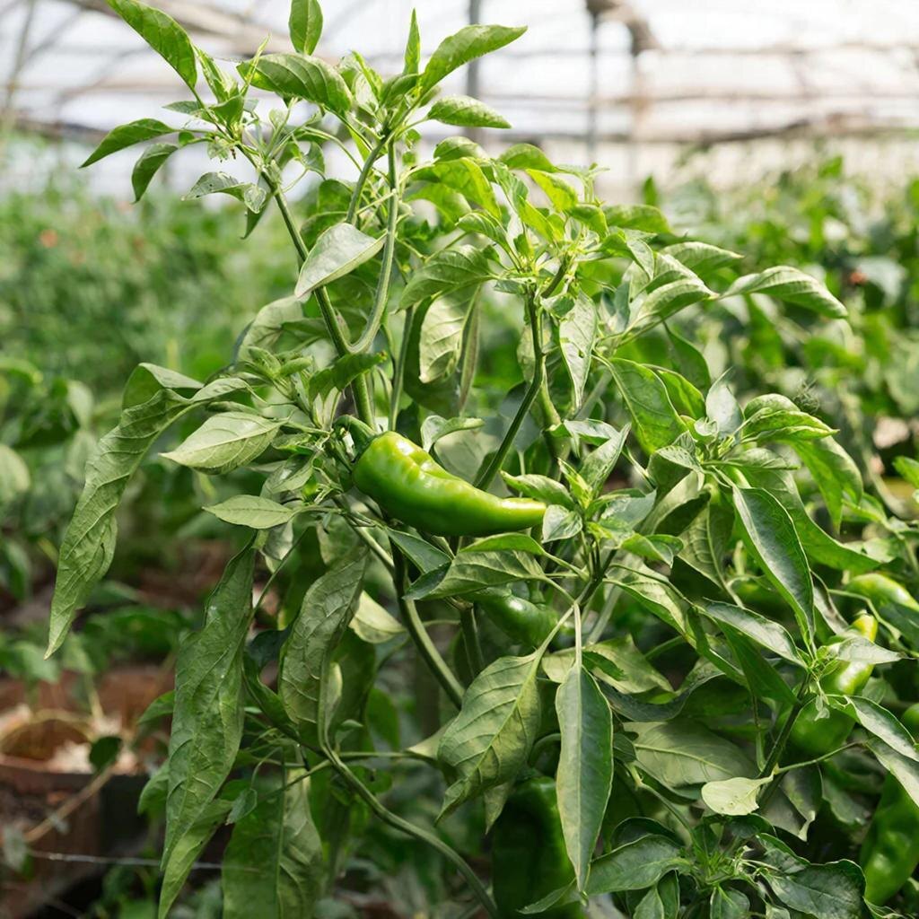 Стоят — и как будто не живут