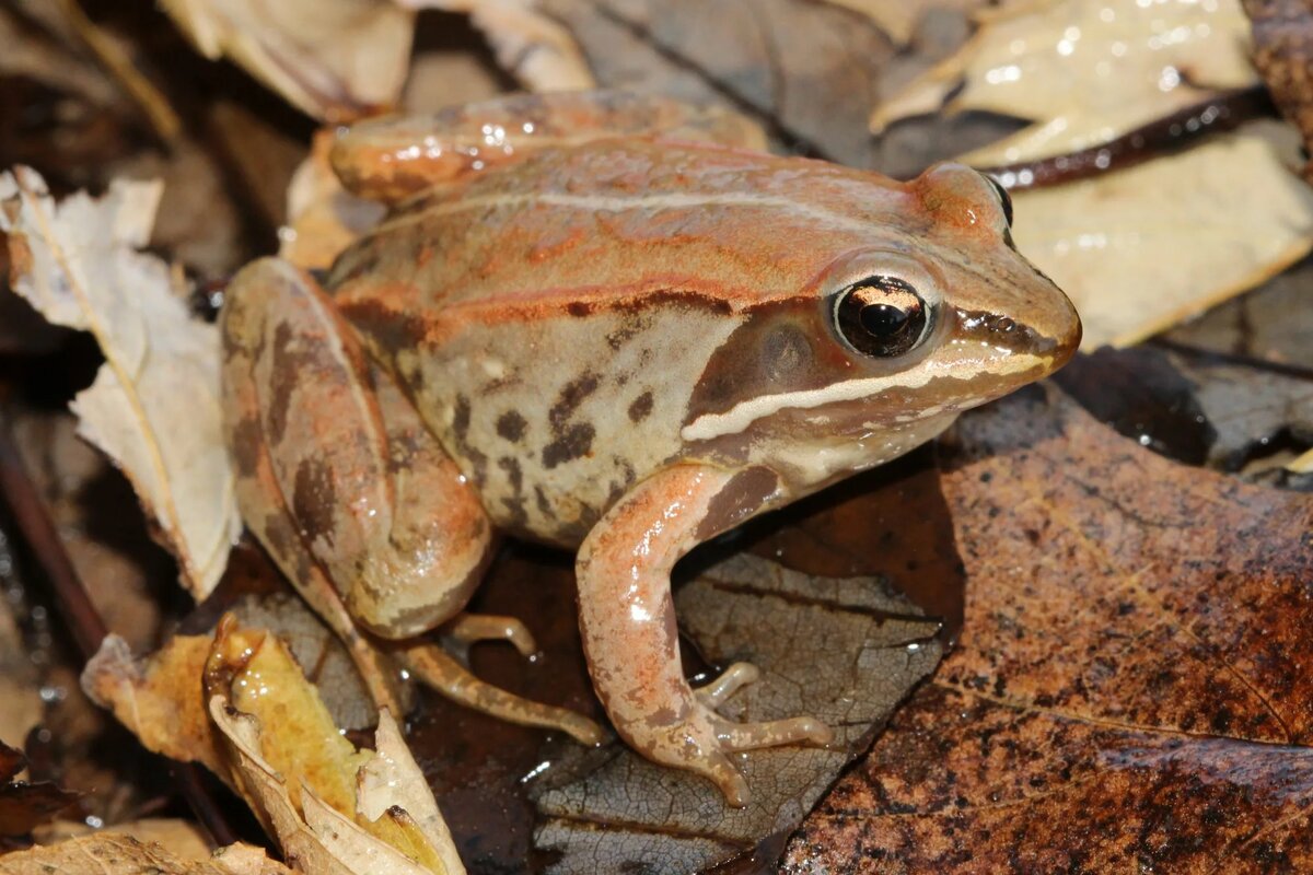 Источник: sdherps.org