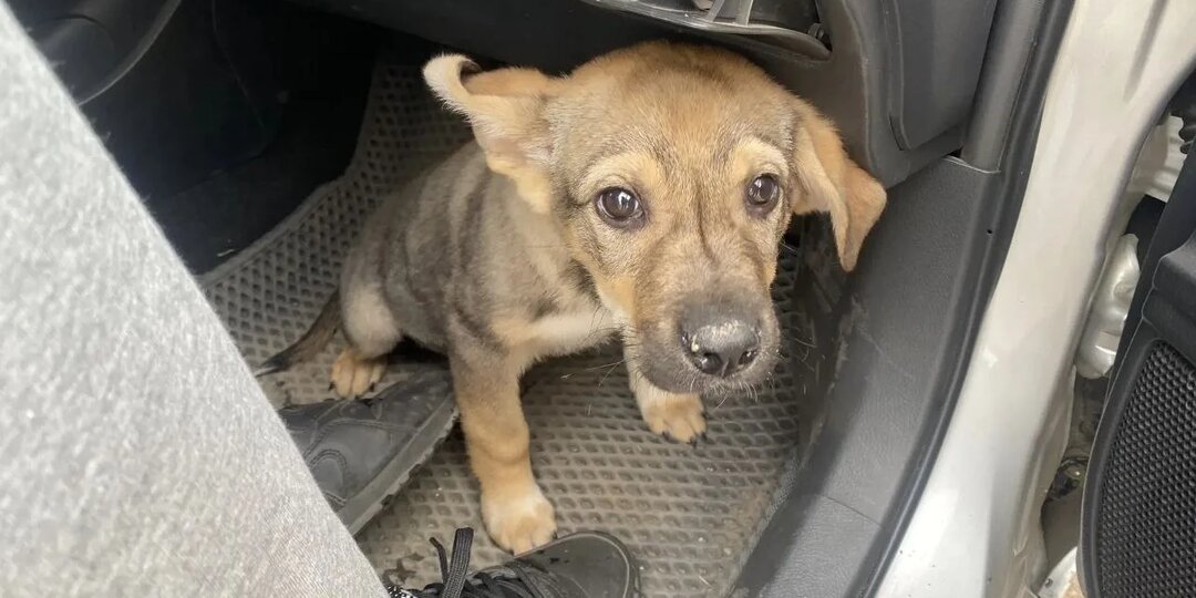 Жизнь в приюте "Кот и Пёс" продолжается, крупу закупили на неделю,большое спасибо,но зарплата не выплачена и от нас уже ушли трое работников