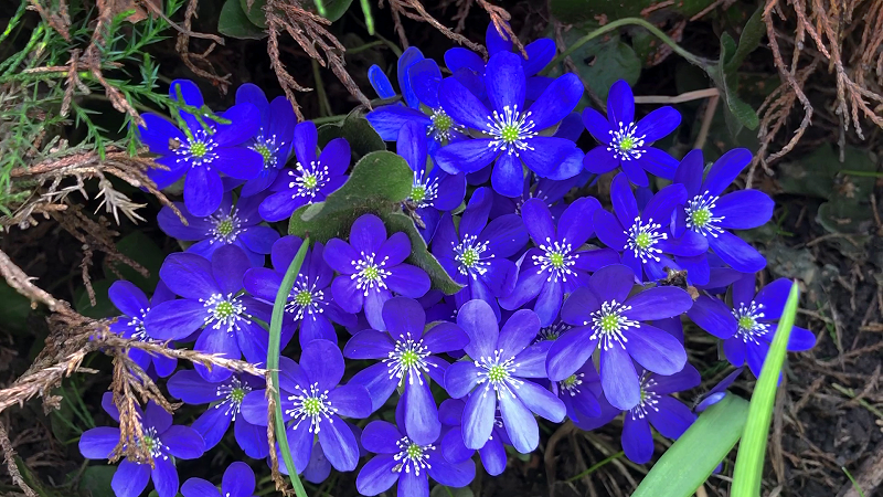 Наша печеночница, апрель 2026 г.