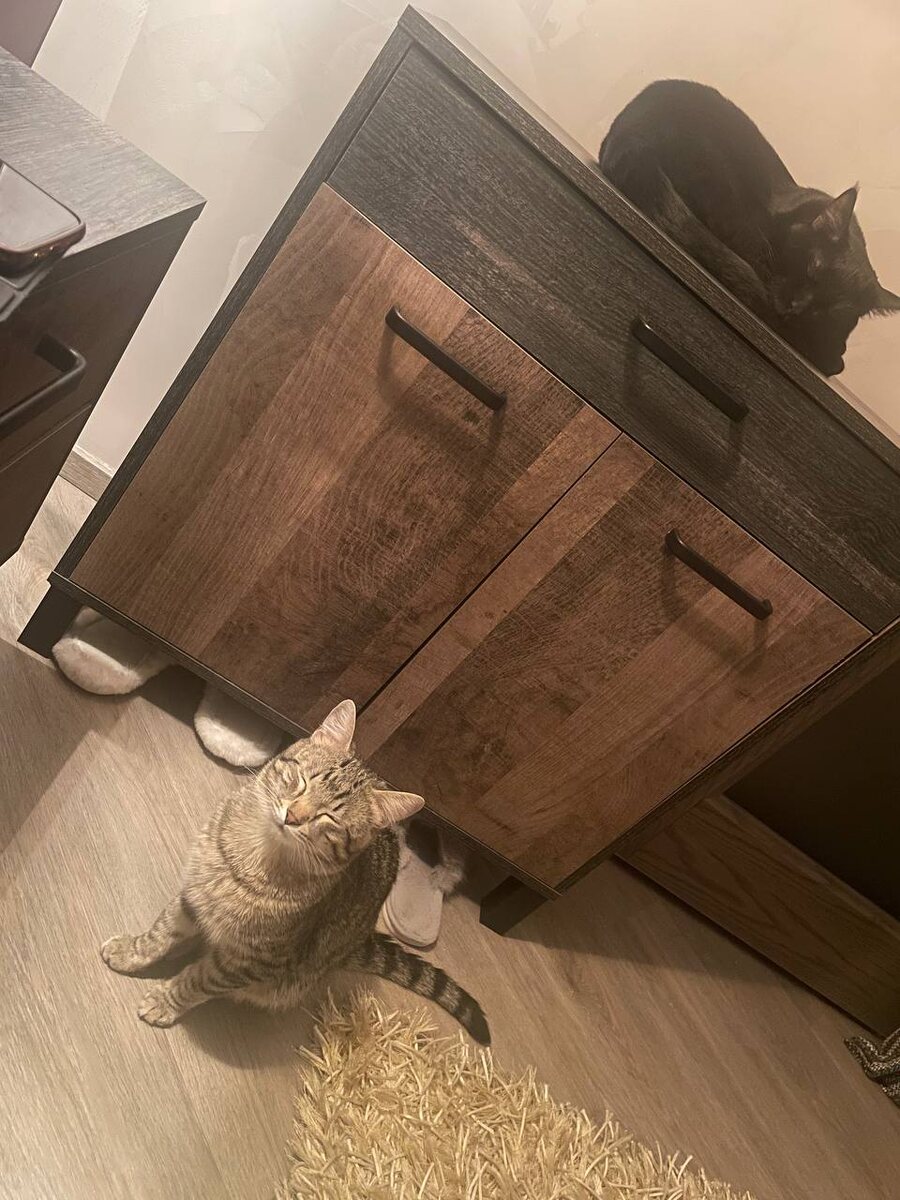 Тот случай, когда чужие дети  - и котодети тоже! - растут быстро