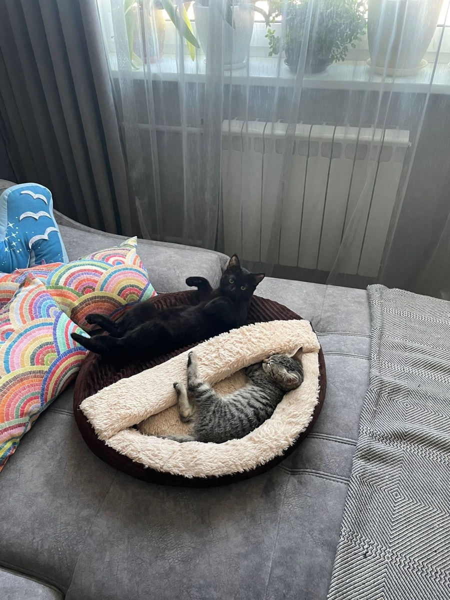 Они не братья по помёту, они братья по подвалу. Ну а в одном подвале все чаще всего друг другу родственники