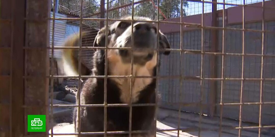 Приюту «Друг» не успеть переехать на новое место за три недели