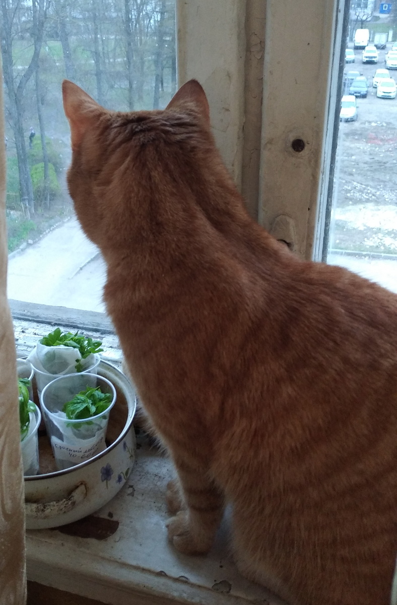 личное   фото