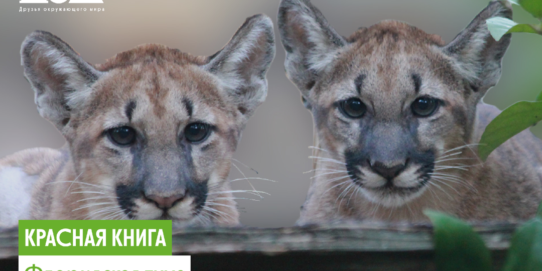 Единственный подвид пум, который занесён в Красную книгу!