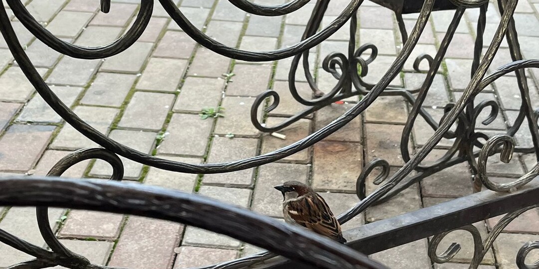 Они стоят у ворот и ждут нас.