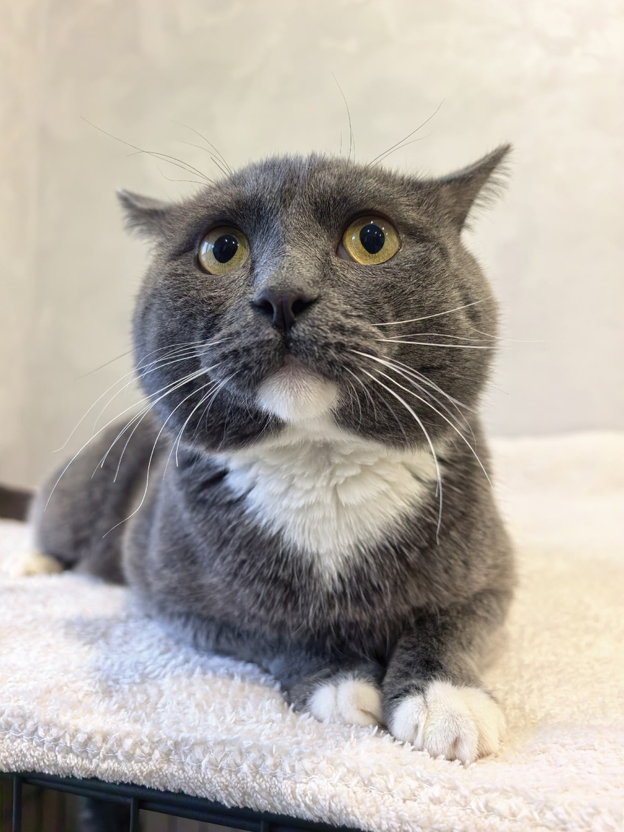 Лицо, когда уточняют, не сдох ли ты...