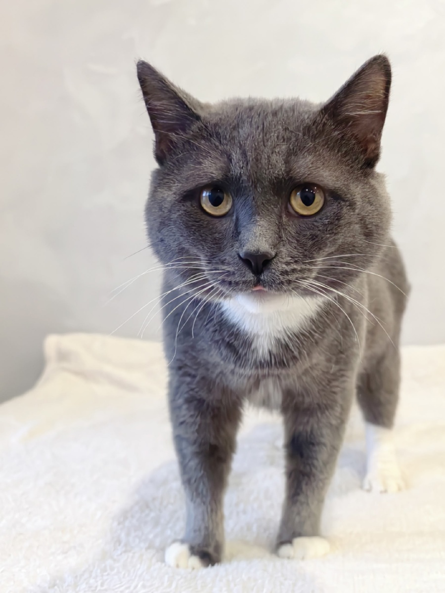 И просто кот с хорошим аппетитом)