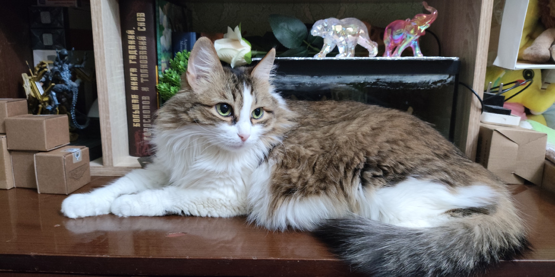 Кошка Кати, которой стало завидно
