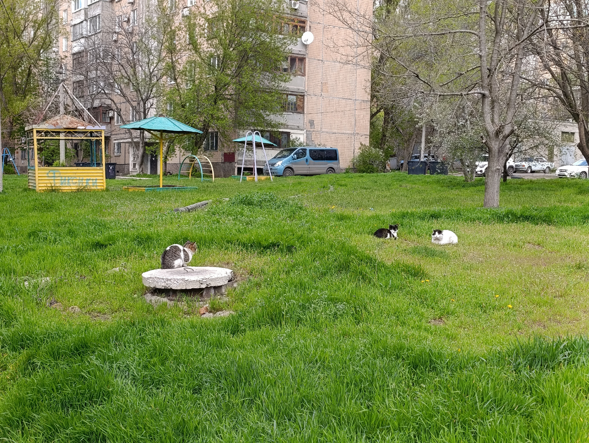 Котики во дворах возле Гаиновой балки.