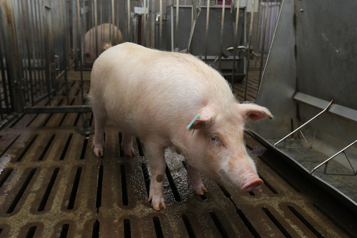 Клонированная мини-свинья XENO, выведенная для ксенотрансплантации (Управление по развитию сельских регионов Южной Кореи)