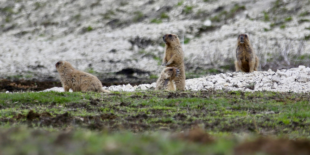 Птицы, растения и животные Губкинского фотосафари