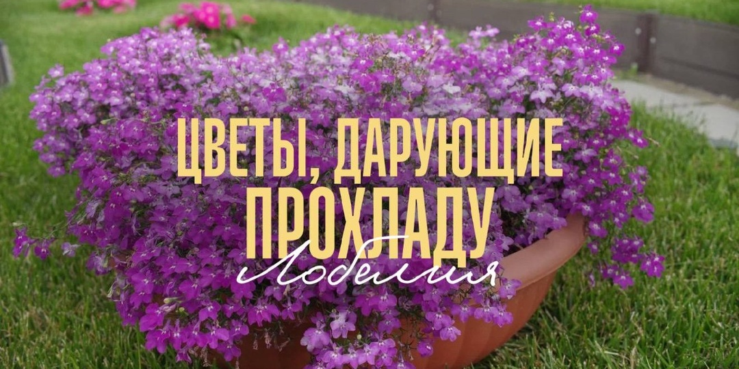🪻 Цветы, дарующие прохладу — Лобелия