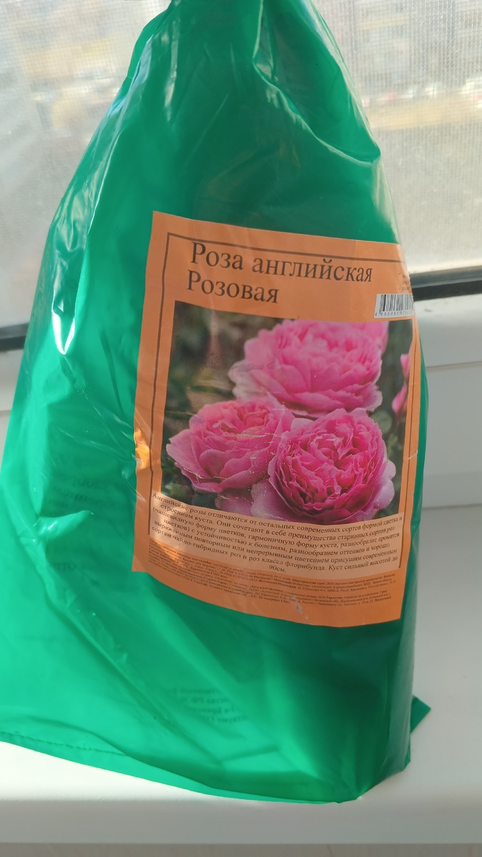 фото автора:роза английская