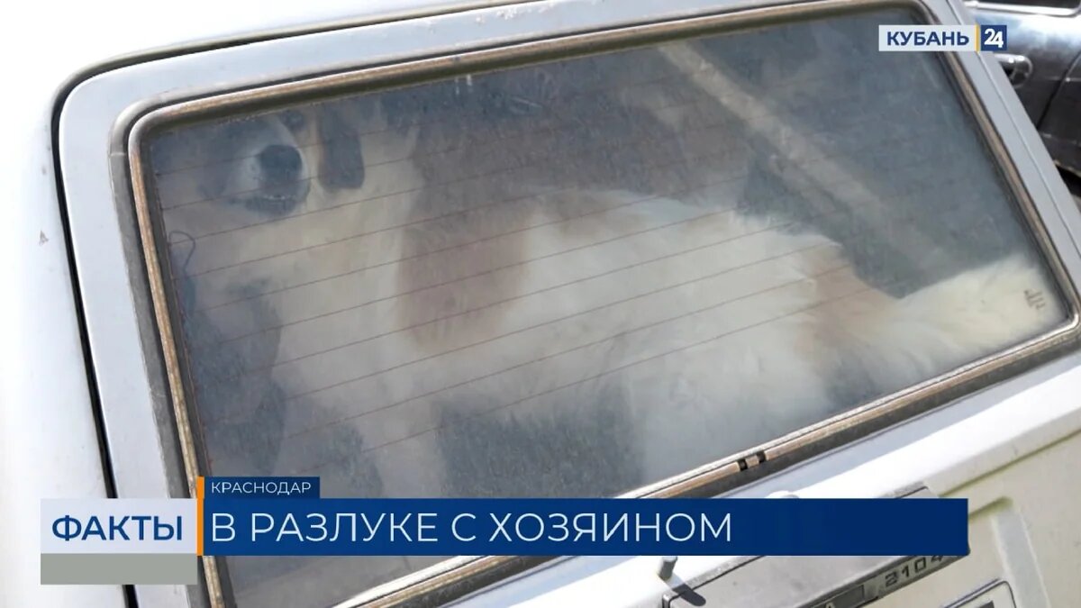    Скриншот видео телеканала «Кубань 24»